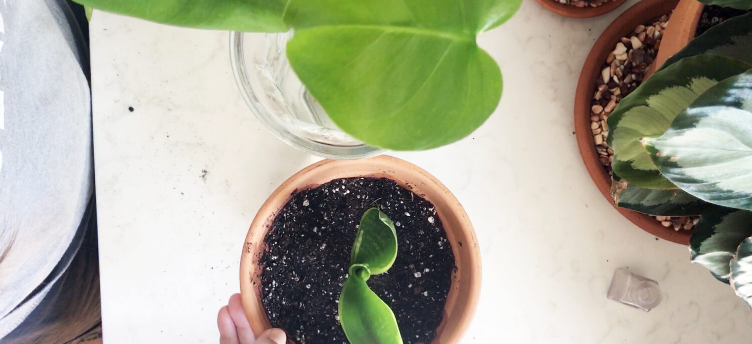 Life with Houseplants