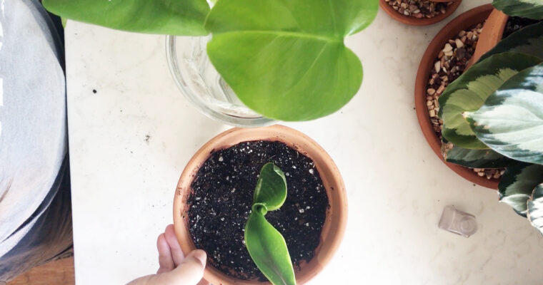 Propagating for Friends