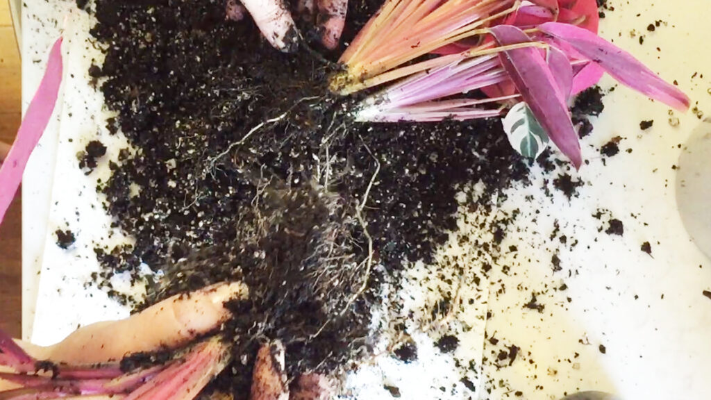 Dividing stromanthe triostar roots for propagation