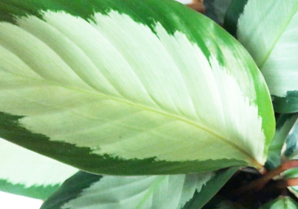 5 calathea care tips 